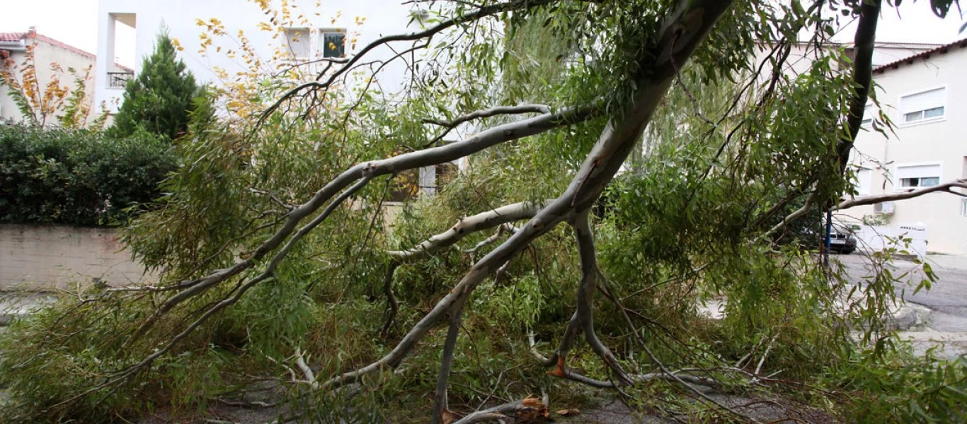 Κινδύνευσαν μαθητές στο Ίλιον από την κακοκαιρία - Ξεριζώθηκε δέντρο στα πόδια τους